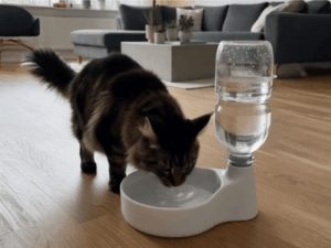 Bebedouro com dispensador de água para cães e gatos