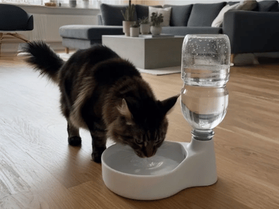 Bebedouro com dispensador de água para cães e gatos